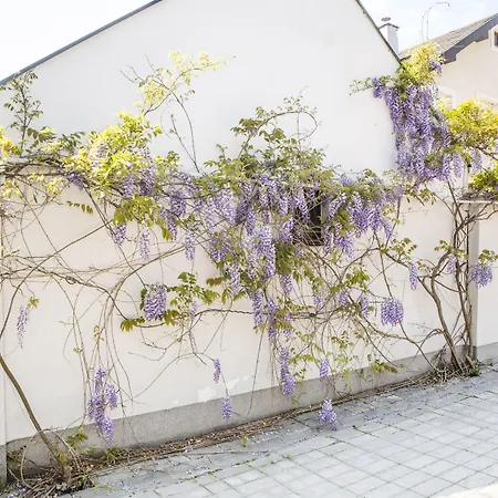 Garni Boutique Arta 3* نوفي ساد